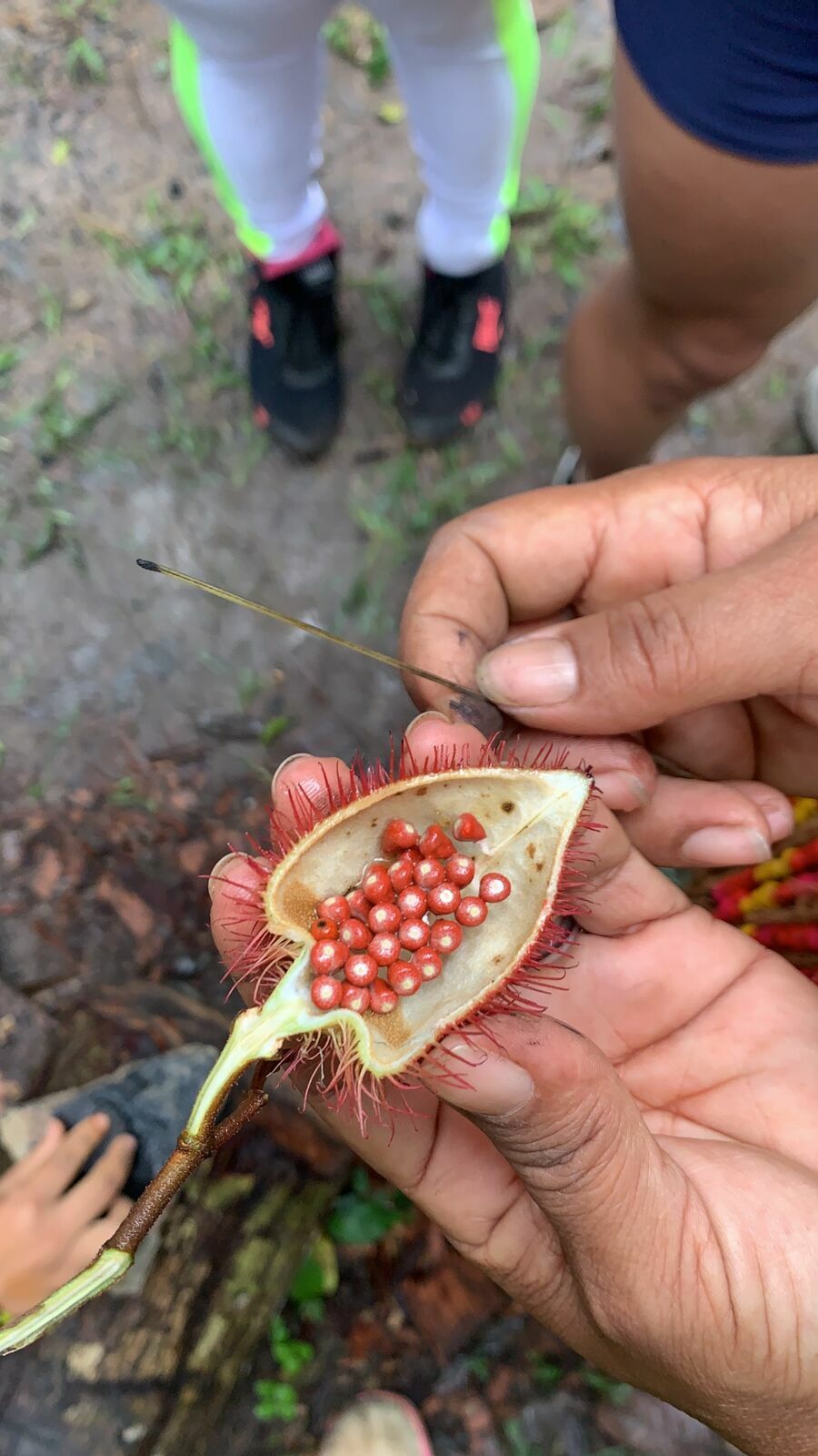 Foto A Aldeia Pataxó - Imagem 3